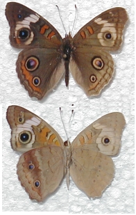 Precis coenia AB vars (Internet Image property of respective owner, non-commercial use only)